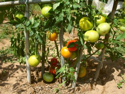 Ferienhaus Afroditi Gem��egarten naturnah