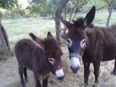Urlaub mit Tieren in Istrien.