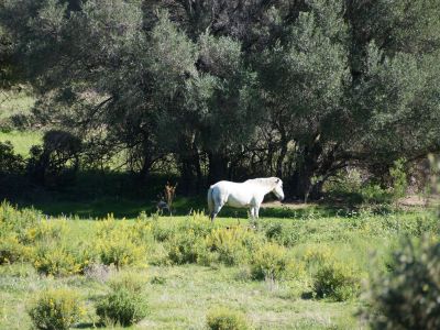 Urlaub mit Tieren im Bauernhof bei Padru auf Sardinien