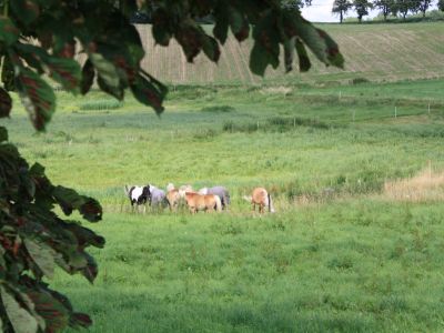 Auf der Wiese hinter den H�usern weiden Pferde.