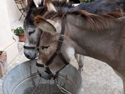 Eseltrekking Italien Esel trinken aus Wassereimer
