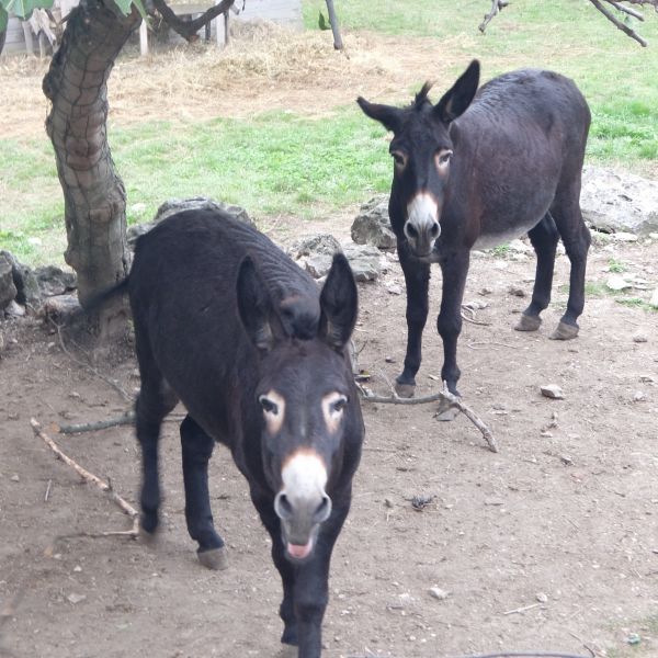 Landpension im urspr�nglichen Istrien - Kroatien