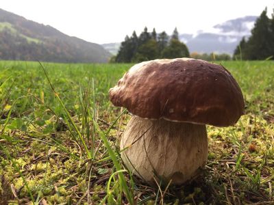 Naturzeit f�r Alleinreisende in den Tiroler Bergen