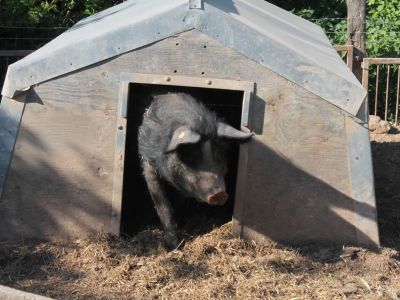 Pension zum Pferdebrunnen Scheine Familienurlaub