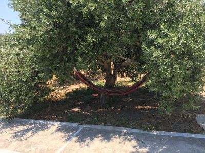 lauschiges Pl�tzchen unter Olivenbaum