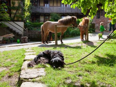 Demeter Reiterhof Urlaub Pferd