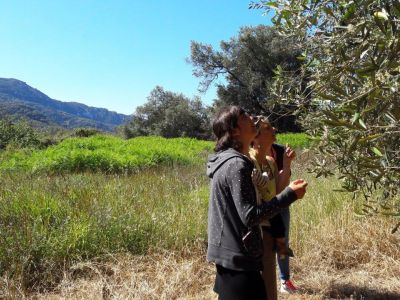 Wanderung Olivenhain Korfu - Honigtal ReNatour