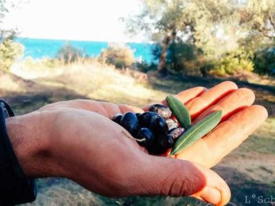 Eine Hand voll Oliven