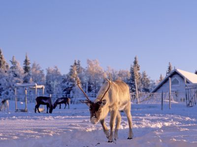 Rentier Pelle (Foto: Sandra Peter und Jochen Oetinger)