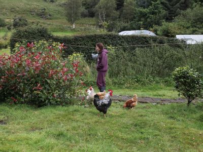 Die H�hner laufen frei auf dem Gel�nde...
