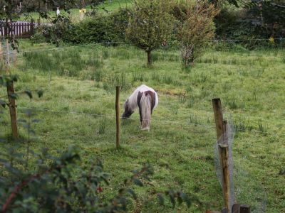 Das Pony lebt ebenfalls im Garten der Pension.