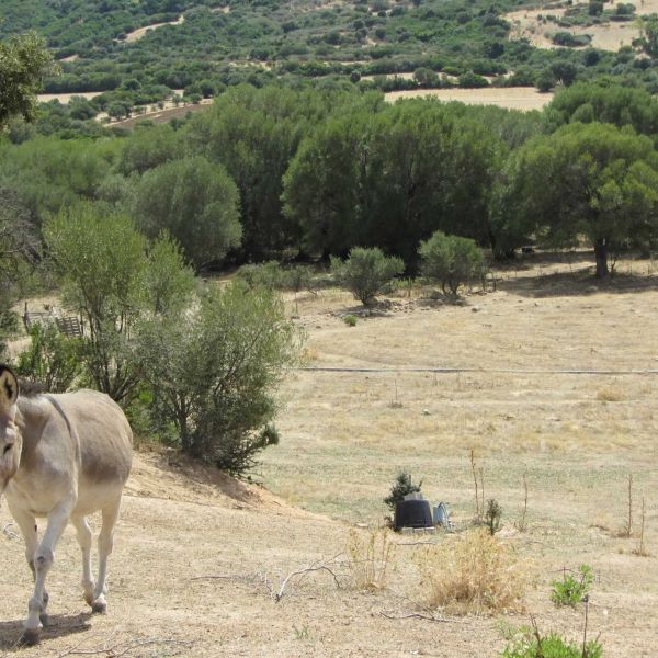 Agriturismo auf Sardinien - Urlaub zwischen Bergen und Meer