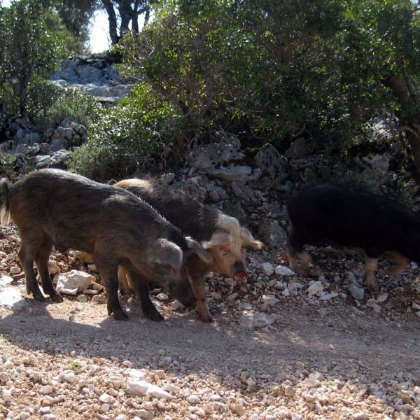 Atemberaubend und wild - Berg- und K�stenwanderung auf Sardinien