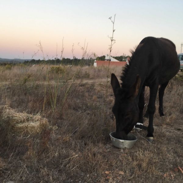 Eselwandern an der Algarve: Steilk�sten, Sandstr�nde und wildes Hinterland - Portugal