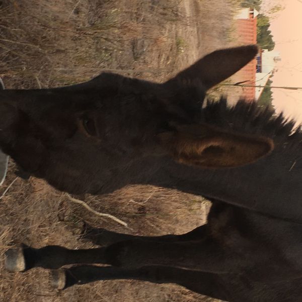 Eselwandern an der Algarve: Steilk�sten, Sandstr�nde und wildes Hinterland - Portugal