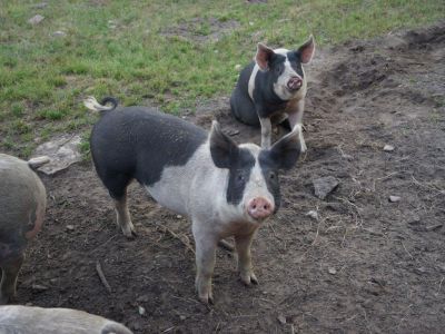 Bauernhof �land Solberga Gard Schweine
