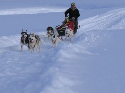 Hundeschlittenfahrt durch die verschneite Winterwelt Schwedens (Foto: Jokkmokkguiderna)