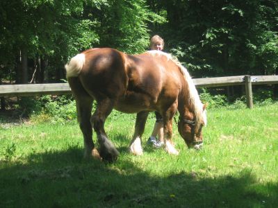 Pferd auf der Koppel.