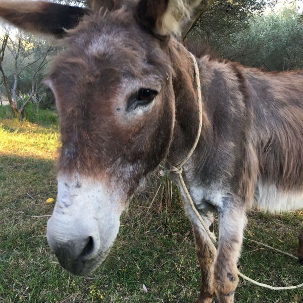 Bio-Agriturismo im S�den Korfus