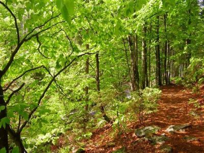 Natur gr�n Waldwege