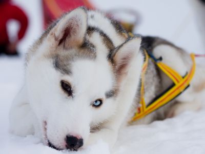 Farbliche Anpassung an die Schneelandschaft (Foto:Jokkmokkguiderna)