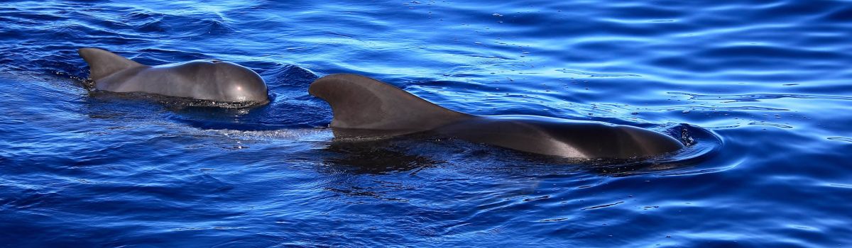 whale watching oceano la gomera kanaren 