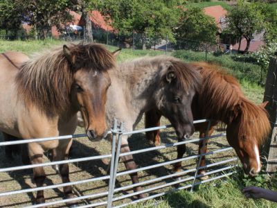 Reiterferien Pferdebrunnen