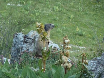 Mit viel Gl�ck sieht man auch mal ein Murmeltier.