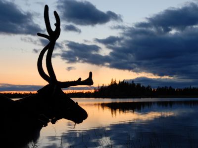 Rentier in der D�mmerung (Foto: Sandra Peter und Jochen Oetinger)
