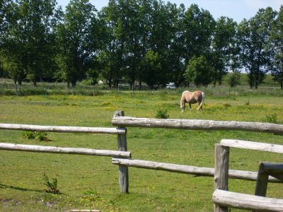 Nordsee Urlaub Familie Pferd Reiten