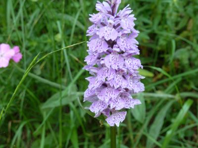 H�ndelwurz - eine Orchidee