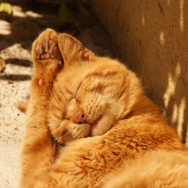 Alte �lm�hle - Ferienhaus-Urlaub auf Korfu - Griechenland