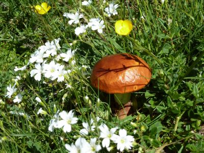 Pilze gibt es im Maira Tal reichlich.