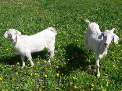 Honigtal Korfu Ziegen Garten