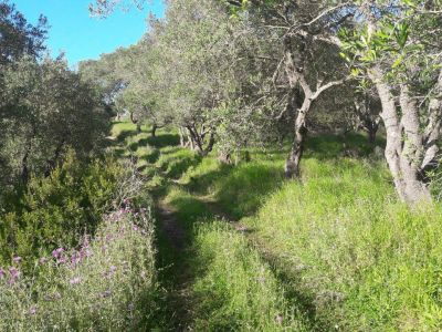 Wanderweg bei Marathias Olivenhain Korfu