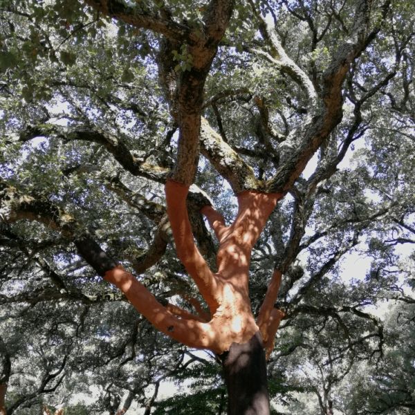 Wandern an der Algarve: Von der Serra Monchique bis zur Atlantikk�ste - Portugal