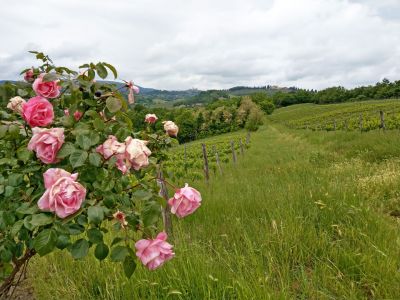 Wandern in der Toskana von Florenz zur Mittelmeerk�ste