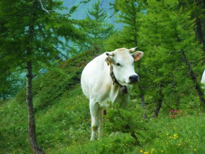 K�he trifft man unterwegs gewiss; manchmal sogar Mitte auf dem Weg!