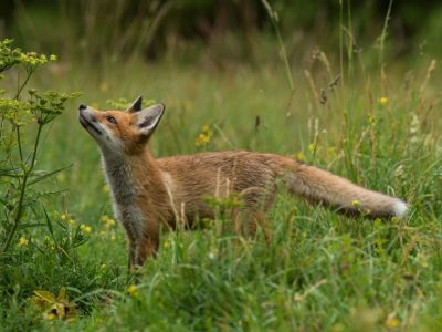 Ferien mit Kindern aktivreisen Estland