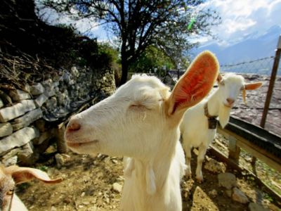 urspr�ngliches Albanien w�hrend Wanderwoche