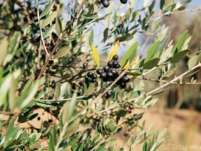 Reife Oliven am Zweig