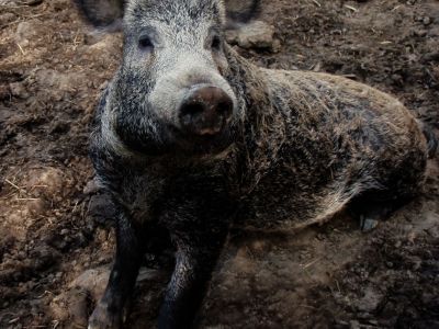 Bio Agrotourismus  Aroggia Farm Corfu