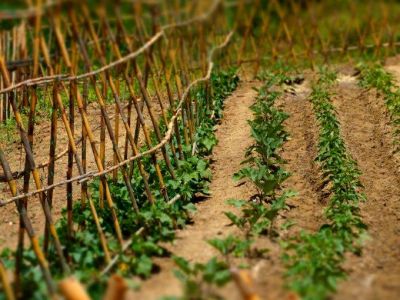 Gem�segarten Salat Korfu Marathias