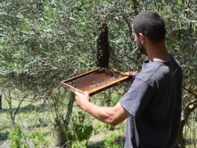 Neben Oliven spielen Bienen eine Rolle