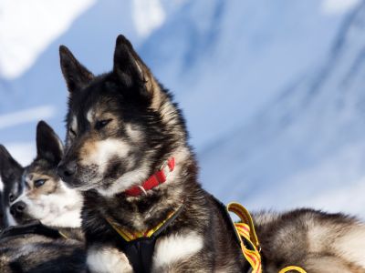 Die Vorfahren dieser Rasse stammen aus Sibirien. (Foto: Jokkmokkguiderna)
