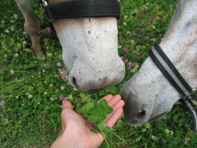 F�tterung der Esel.