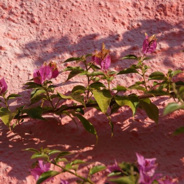 Alte �lm�hle - Ferienhaus-Urlaub auf Korfu - Griechenland