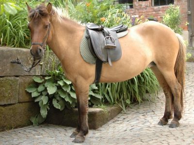 Reiterkurse in der Bio-Pension f�r Familien und Kinder