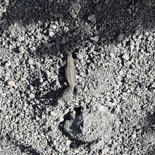 Lebenskr�fte st�rken auf Lanzarote (Kanaren)