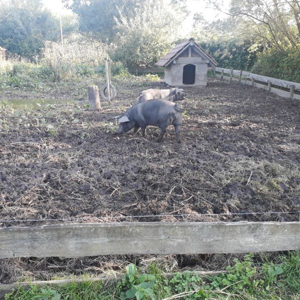 �ko-Haus an der Ostsee - Familienurlaub Gl�cksburg/Schleswig Holstein